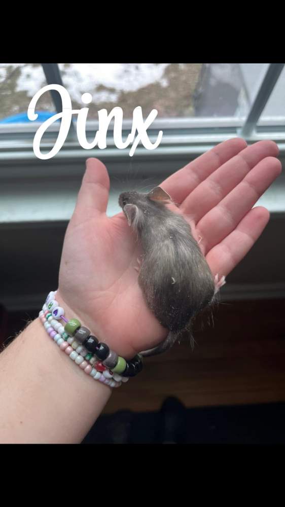 Fancy mouse Owned by other Mus musculus 