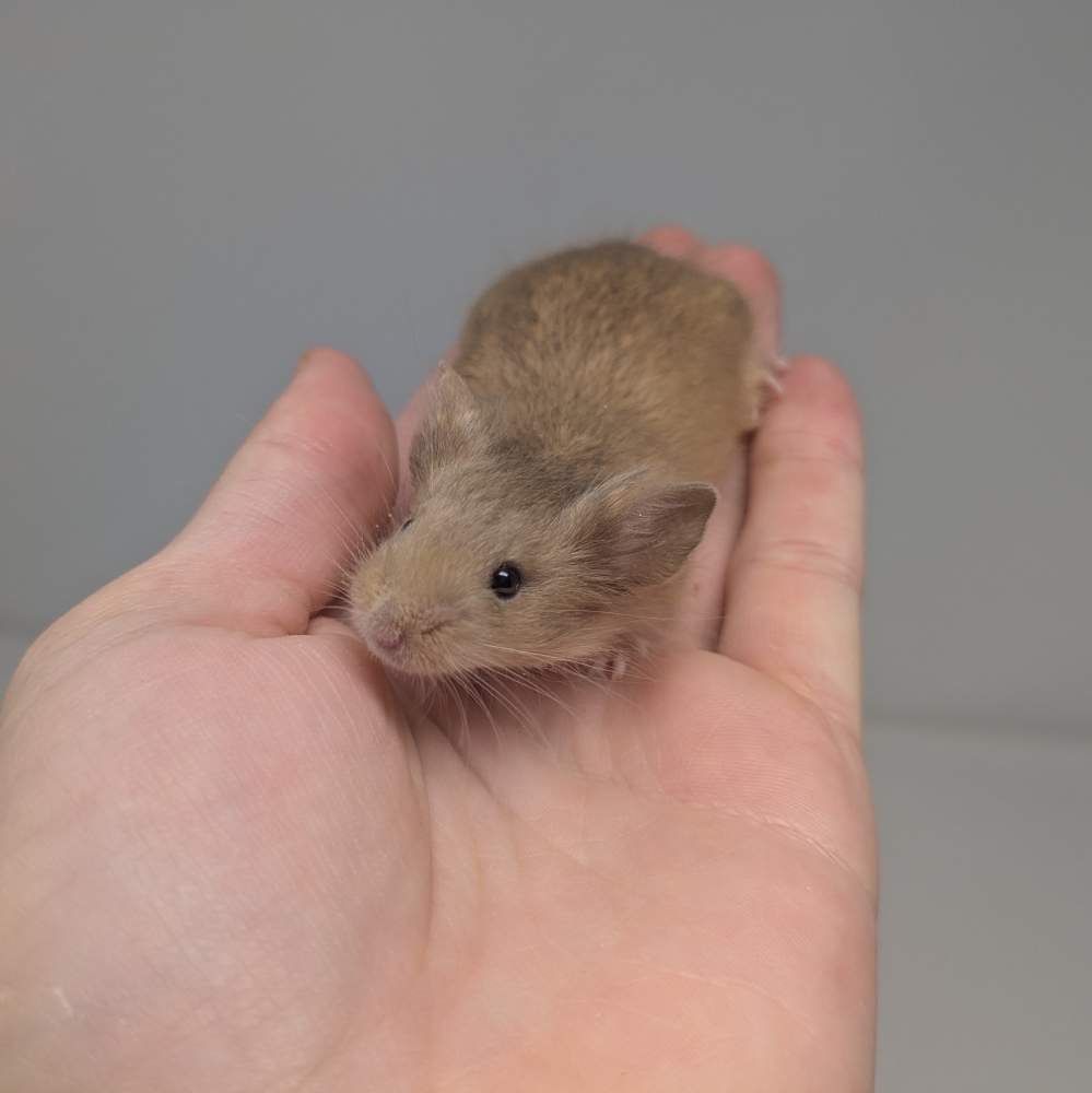 Fancy mouse Available for rehoming Mus musculus 