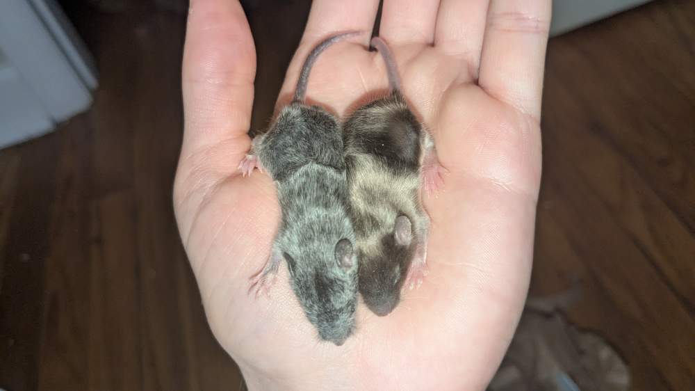 Fancy mouse Breeder Mus musculus 