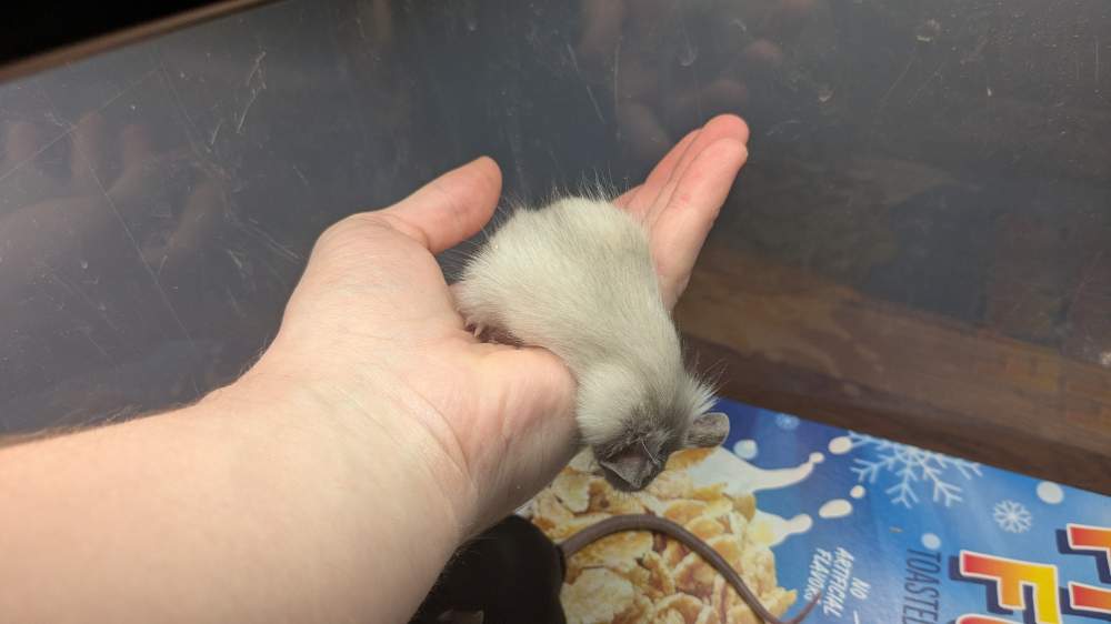Fancy mouse Breeder Mus musculus 