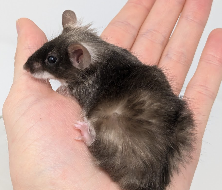 Fancy mouse Owned by other Mus musculus 