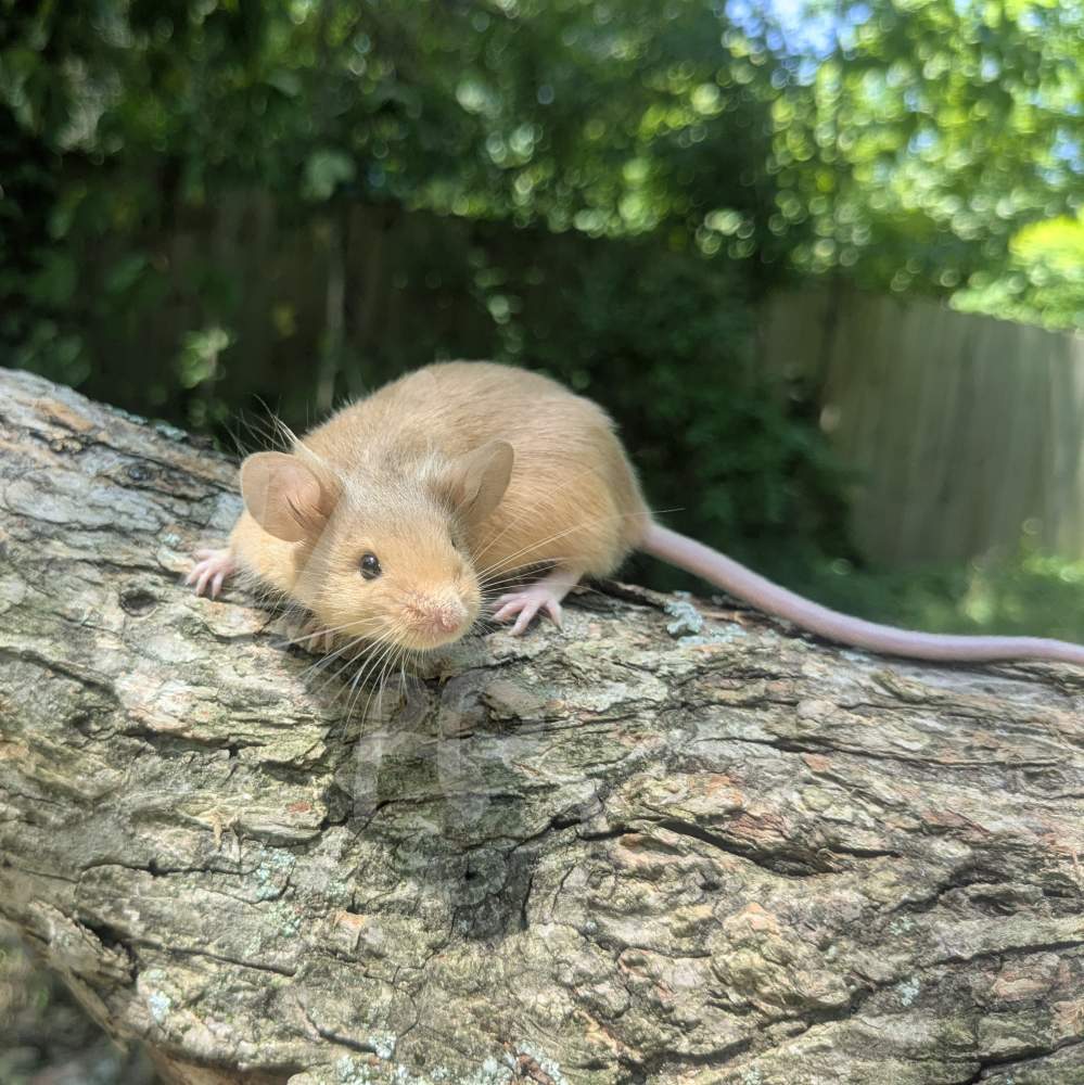 Fancy mouse Breeder Mus musculus 