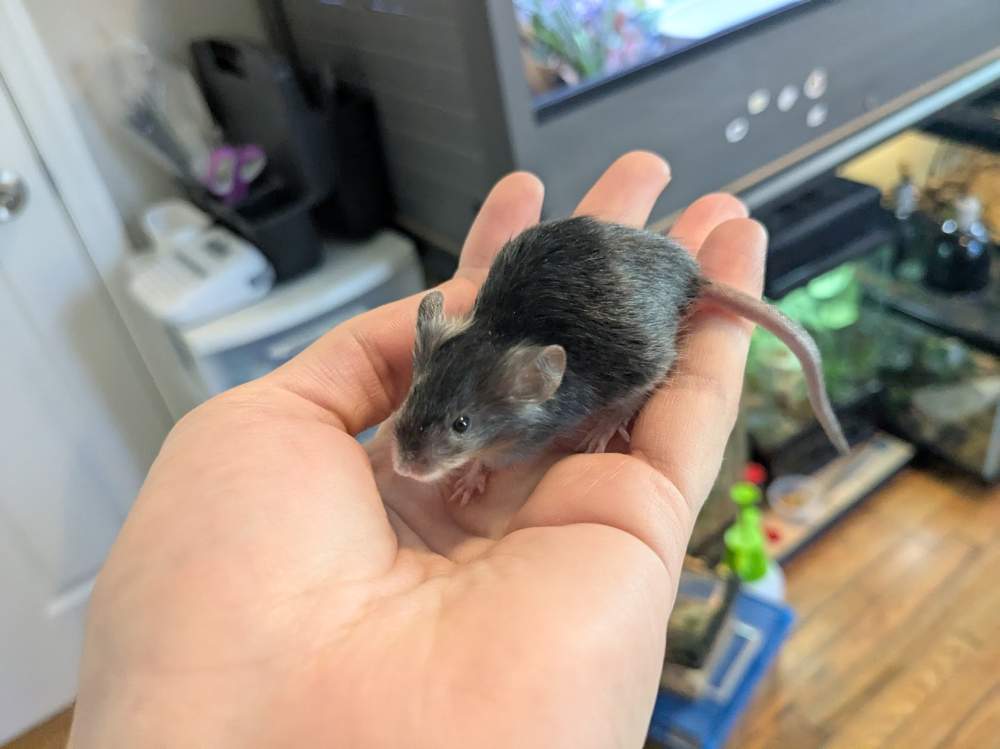 Fancy mouse Deceased Mus musculus 