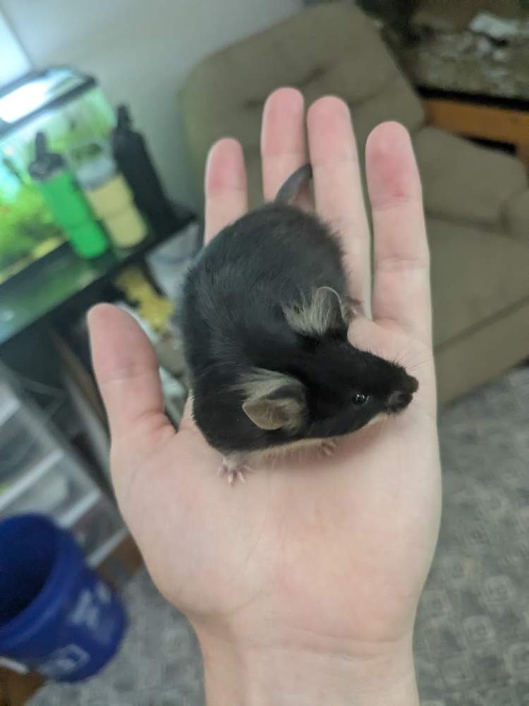 Fancy mouse Breeder Mus musculus 