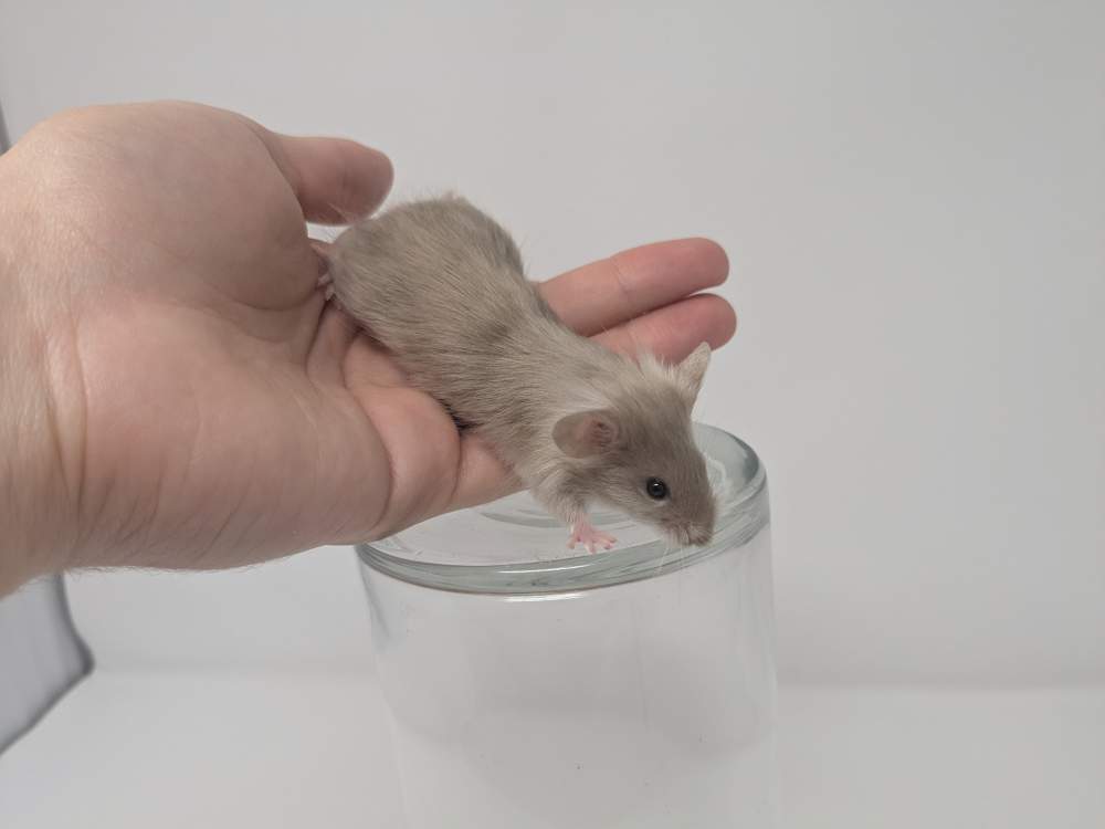 Fancy mouse Deceased Mus musculus 