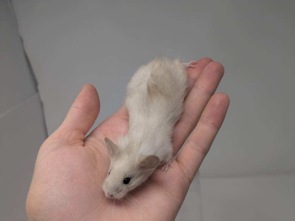 Fancy mouse Breeder Mus musculus 