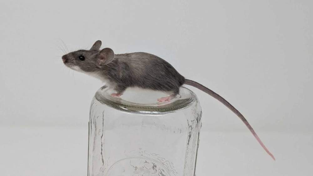 Fancy mouse Owned by other Mus musculus 