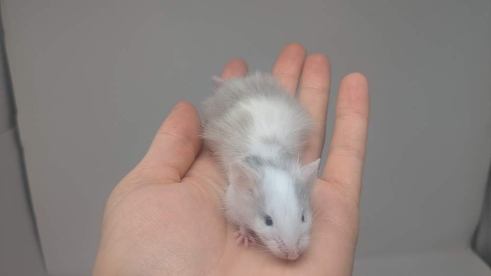 Fancy mouse Breeder Mus musculus 