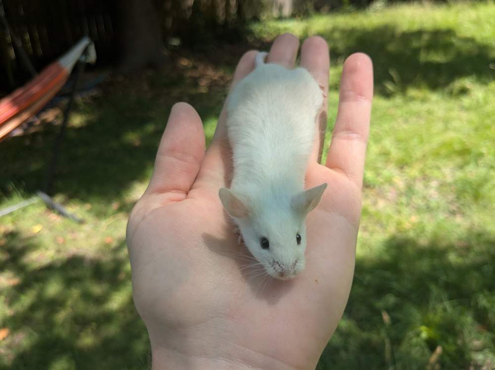 Fancy mouse Breeder Mus musculus 