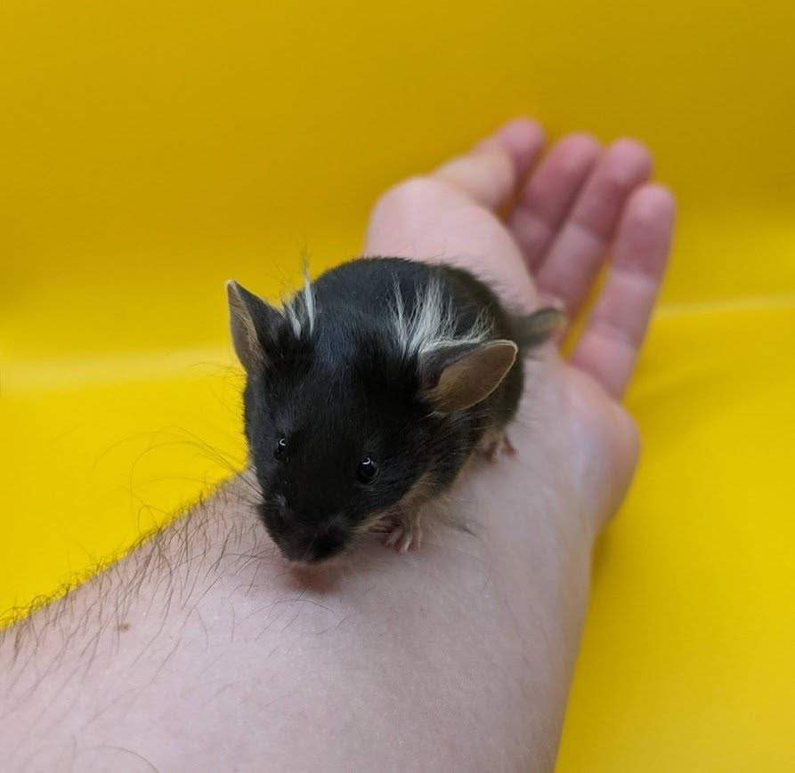 Fancy mouse Deceased Mus musculus 