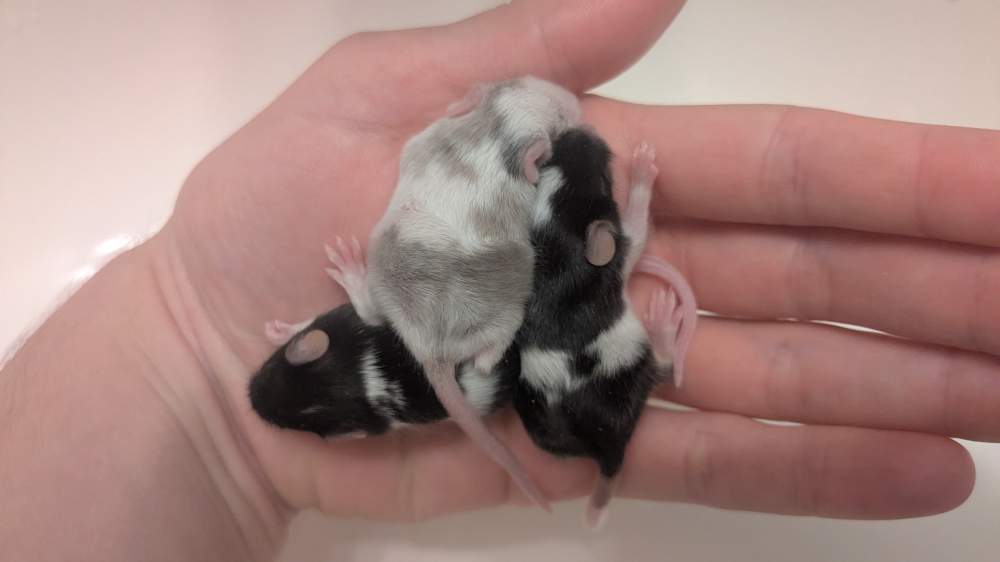 Fancy mouse Breeder Mus musculus 