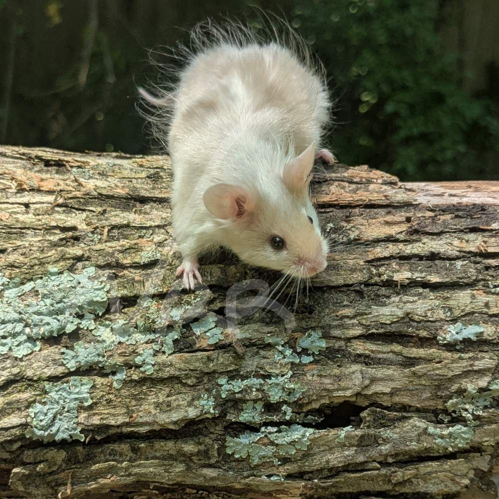 Fancy mouse Owned by other Mus musculus 