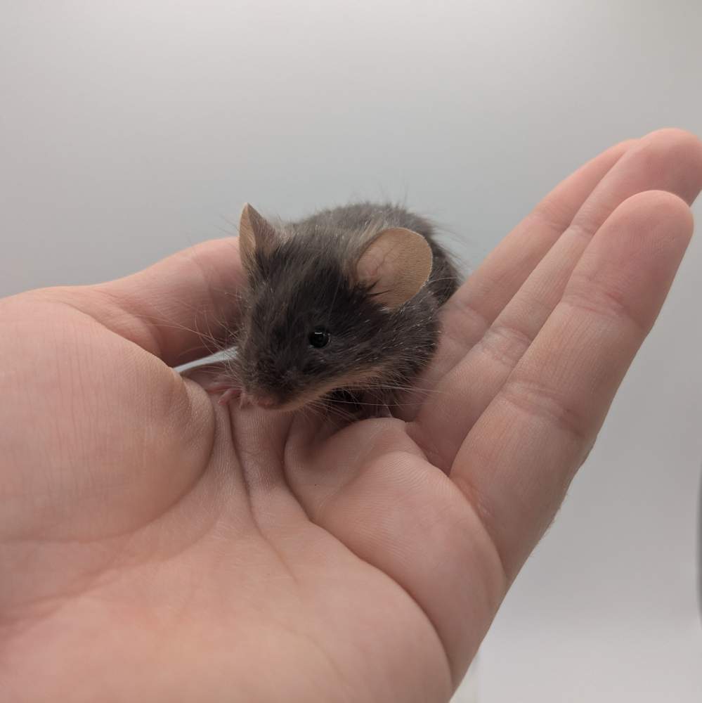 Fancy mouse Owned by other Mus musculus 