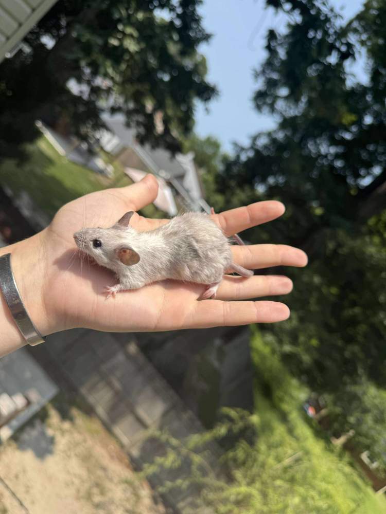Fancy mouse Breeder Mus musculus 