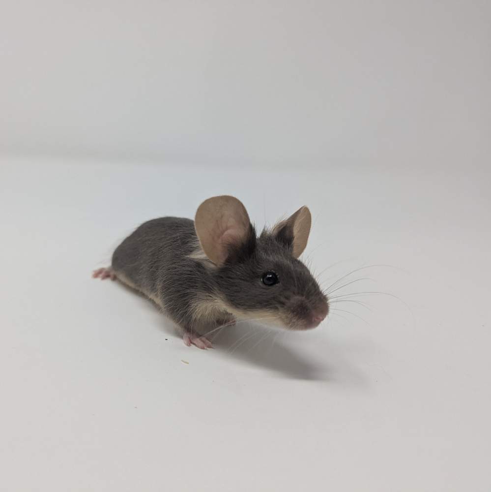Fancy mouse Breeder Mus musculus 