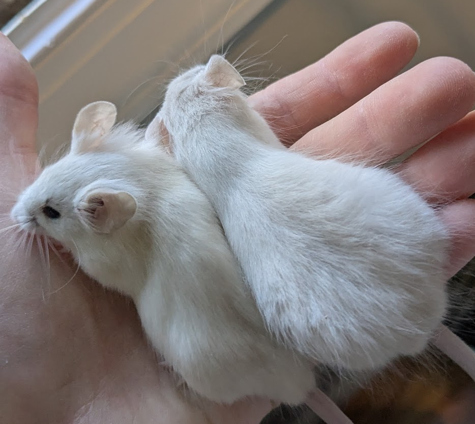 Fancy mouse Breeder Mus musculus 