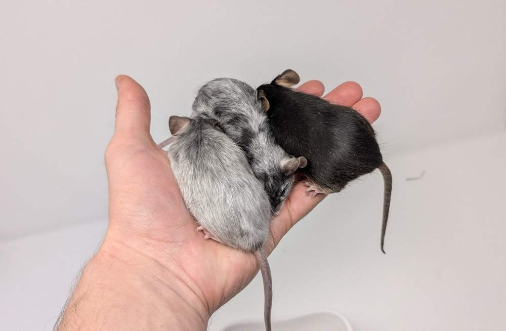 Fancy mouse Owned by other Mus musculus 