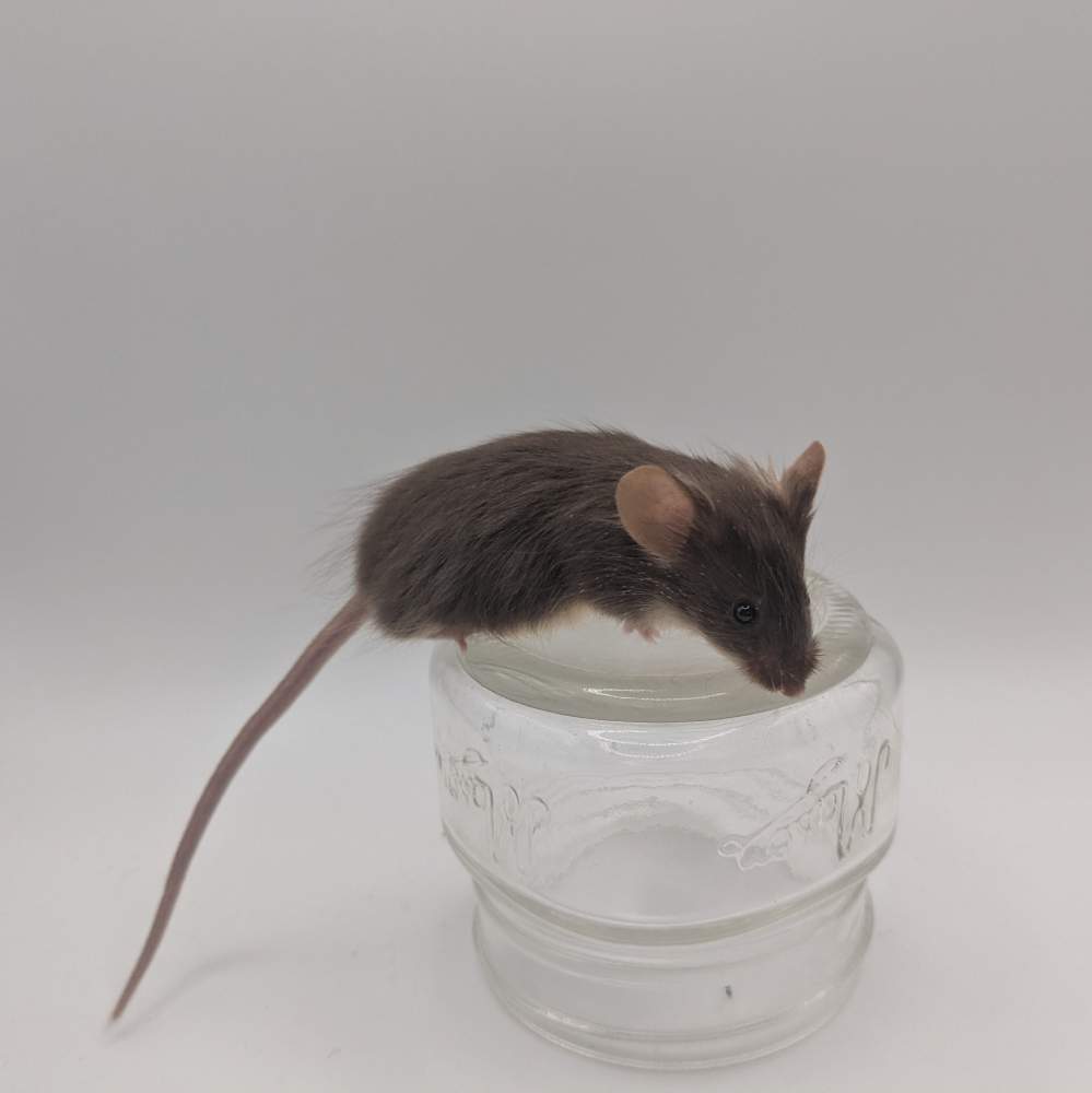 Fancy mouse Owned by other Mus musculus 