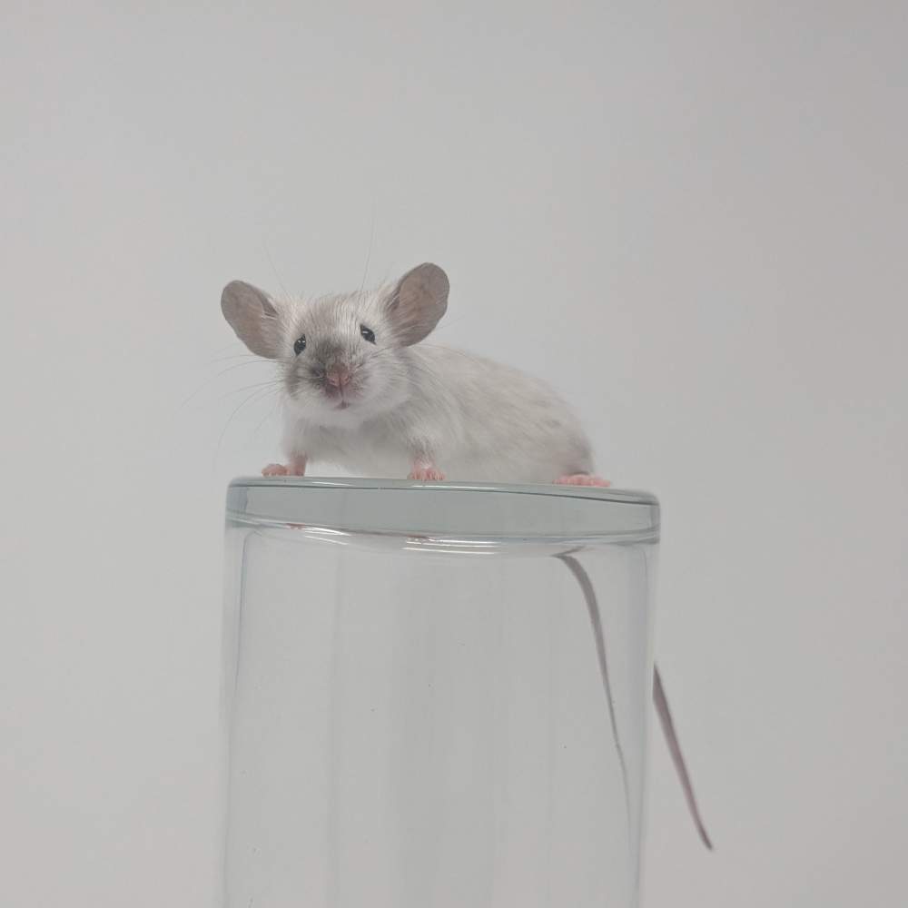 Fancy mouse Breeder Mus musculus 