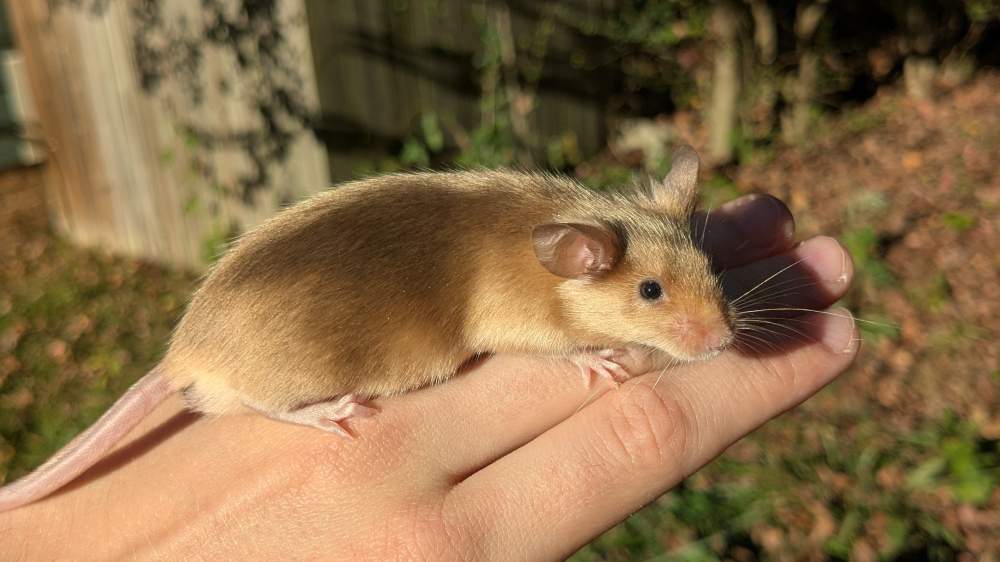 Fancy mouse Breeder Mus musculus 