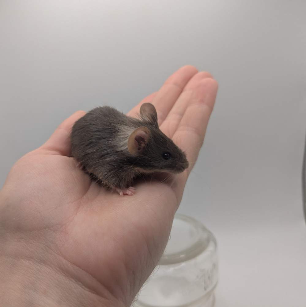 Fancy mouse Owned by other Mus musculus 