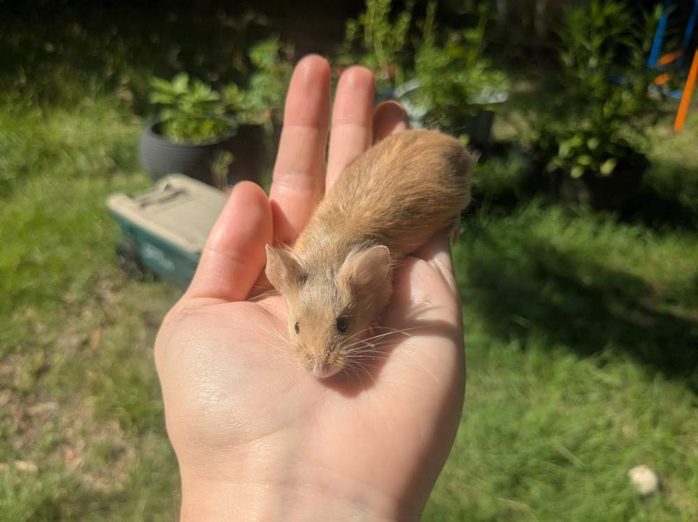 Fancy mouse Breeder Mus musculus 