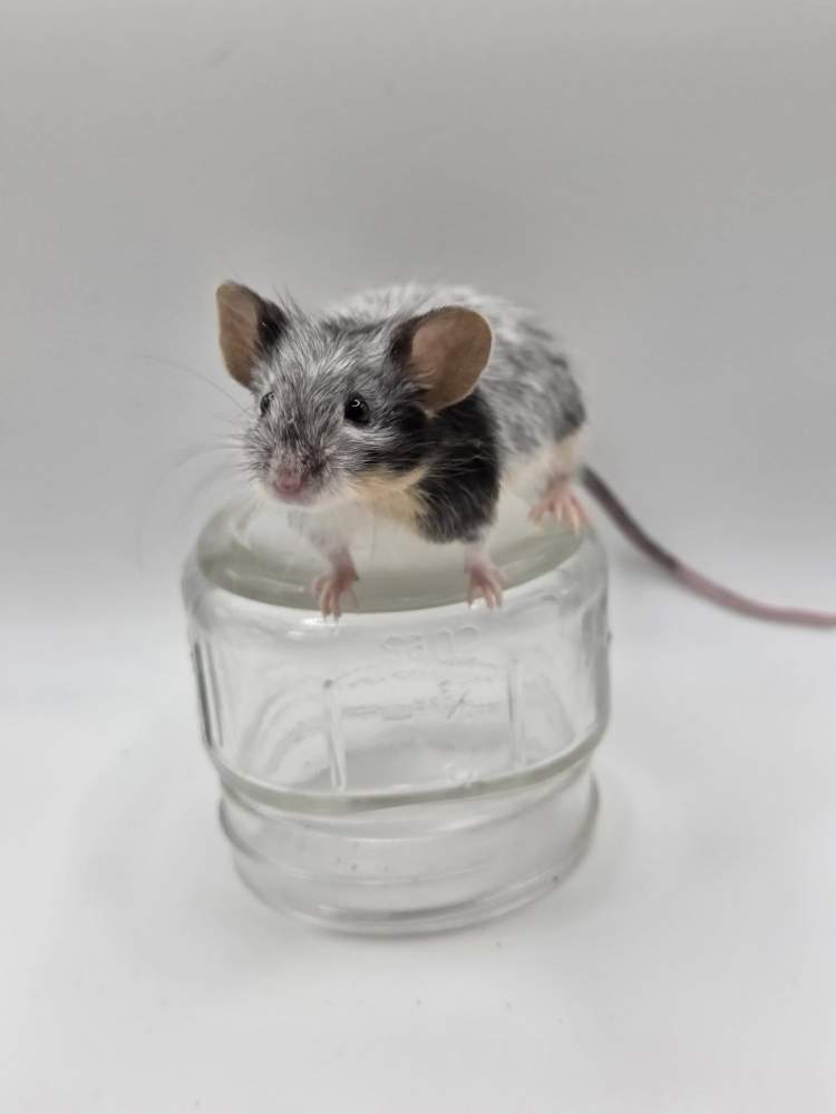 Fancy mouse Owned by other Mus musculus 