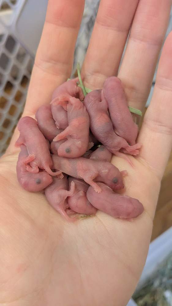 Fancy mouse Deceased Mus musculus 