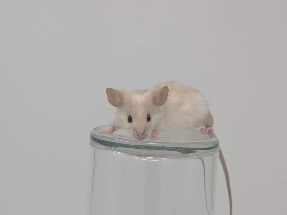 Fancy mouse Breeder Mus musculus 