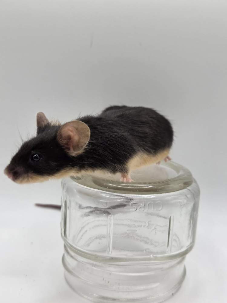Fancy mouse Owned by other Mus musculus 