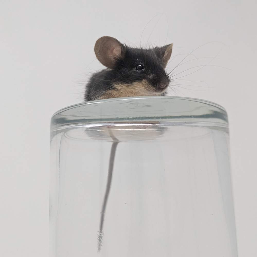 Fancy mouse Breeder Mus musculus 