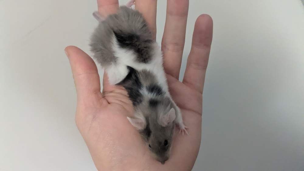 Fancy mouse Breeder Mus musculus 