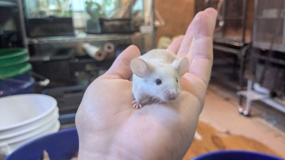 Fancy mouse Deceased Mus musculus 