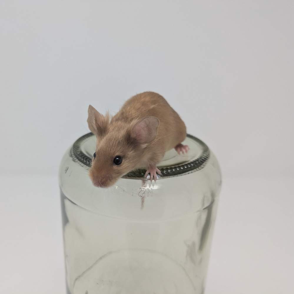 Fancy mouse Breeder Mus musculus 