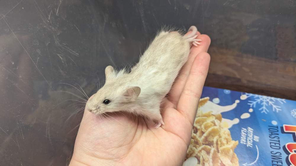 Fancy mouse Breeder Mus musculus 
