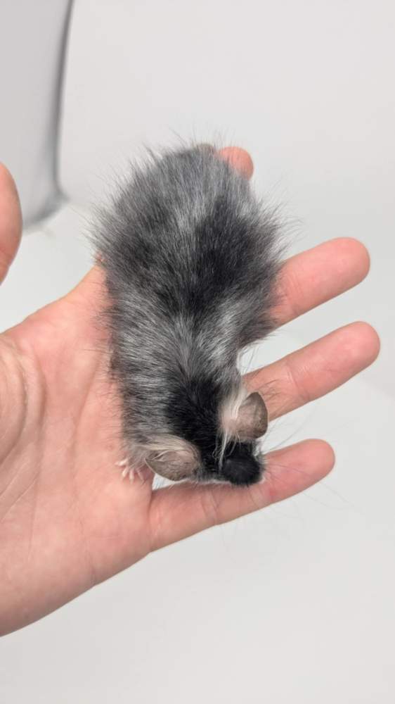 Fancy mouse Deceased Mus musculus 