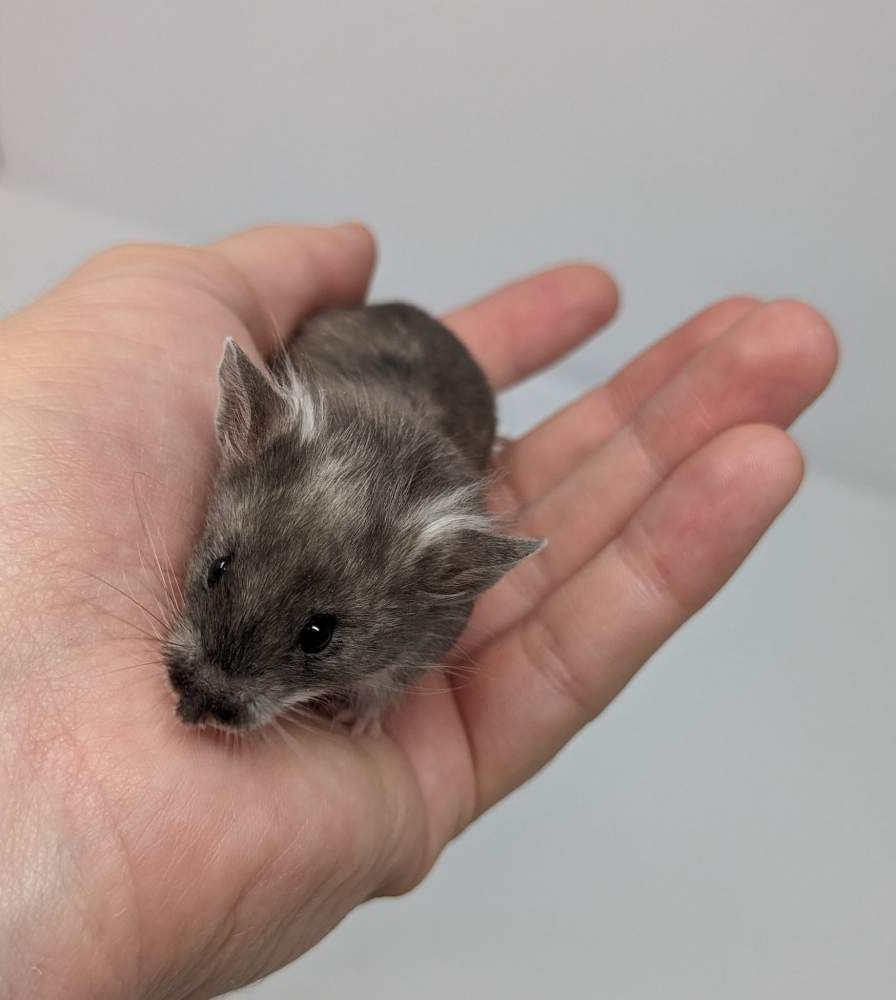 Fancy mouse Breeder Mus musculus 