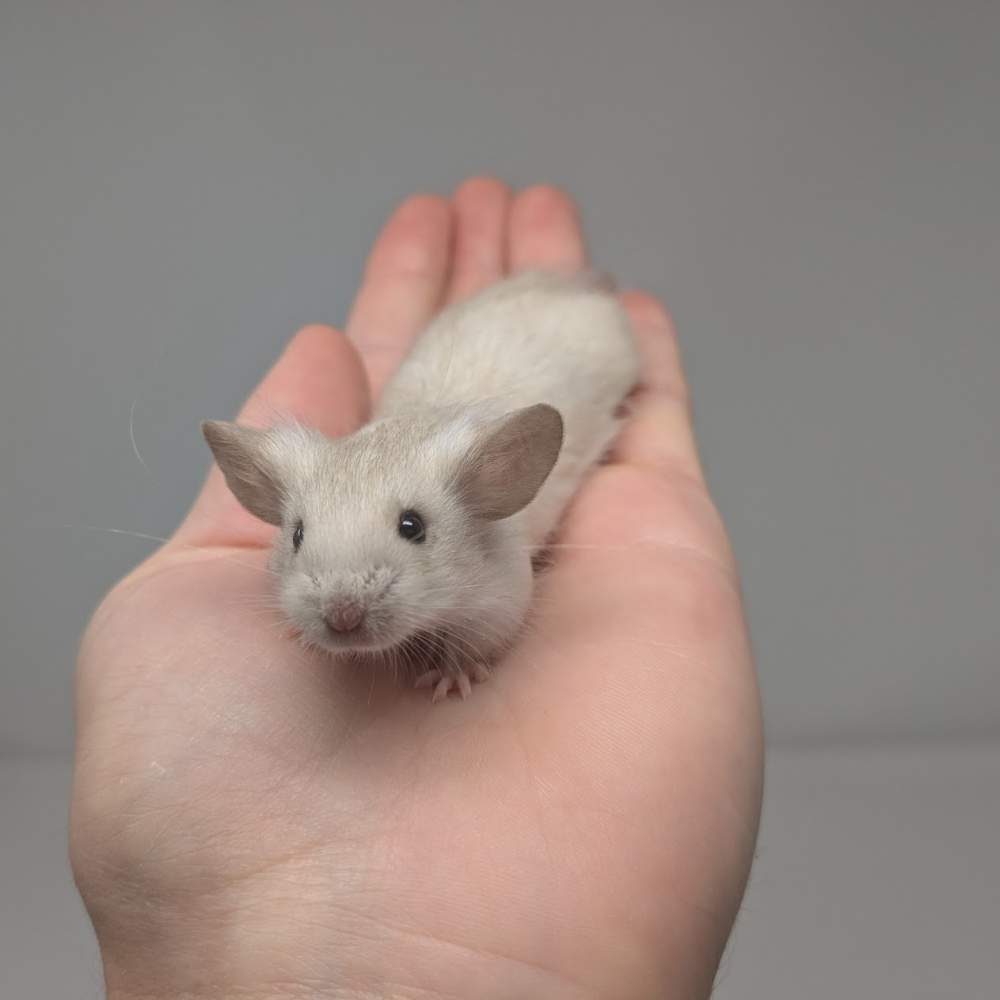 Fancy mouse Breeder Mus musculus 