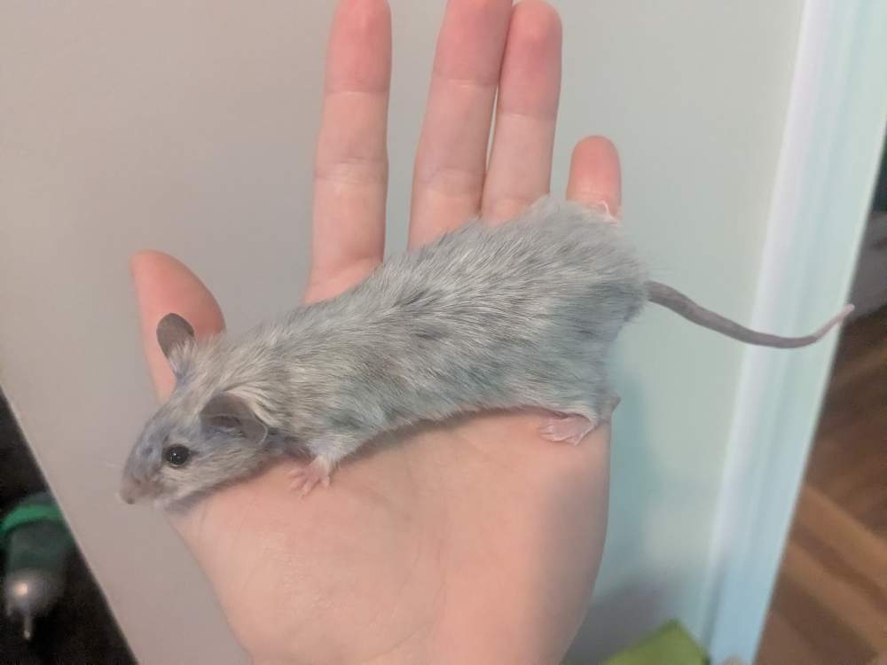 Fancy mouse Owned by other Mus musculus 