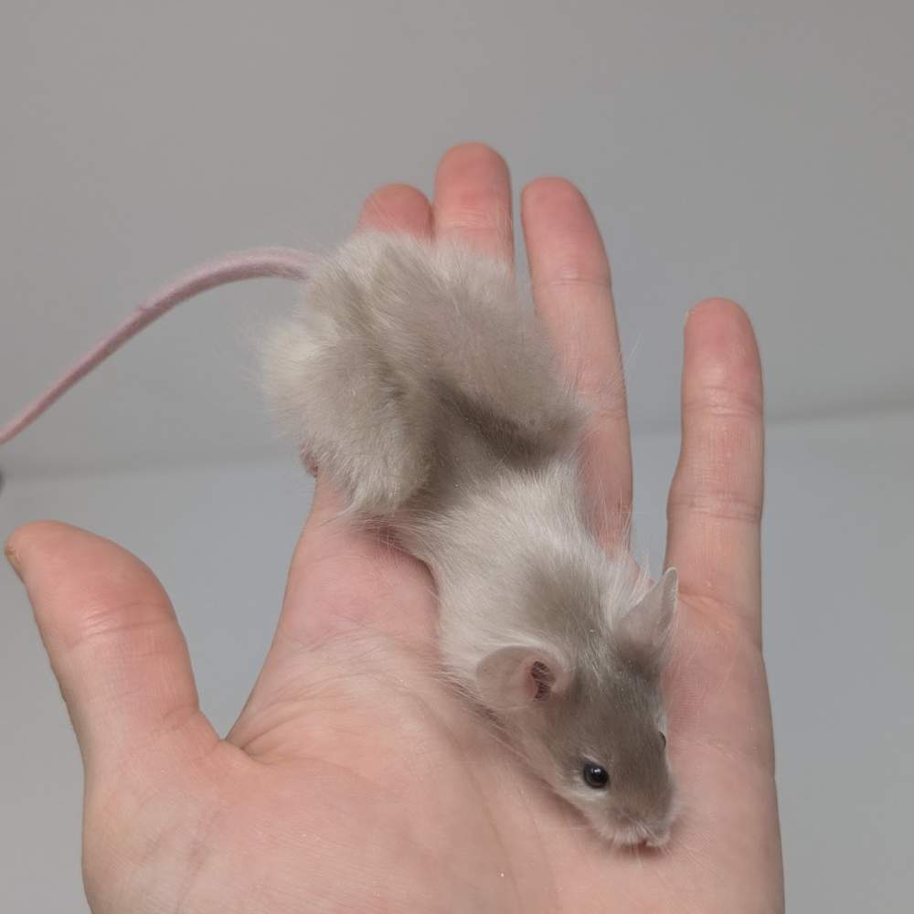 Fancy mouse Available for rehoming Mus musculus 