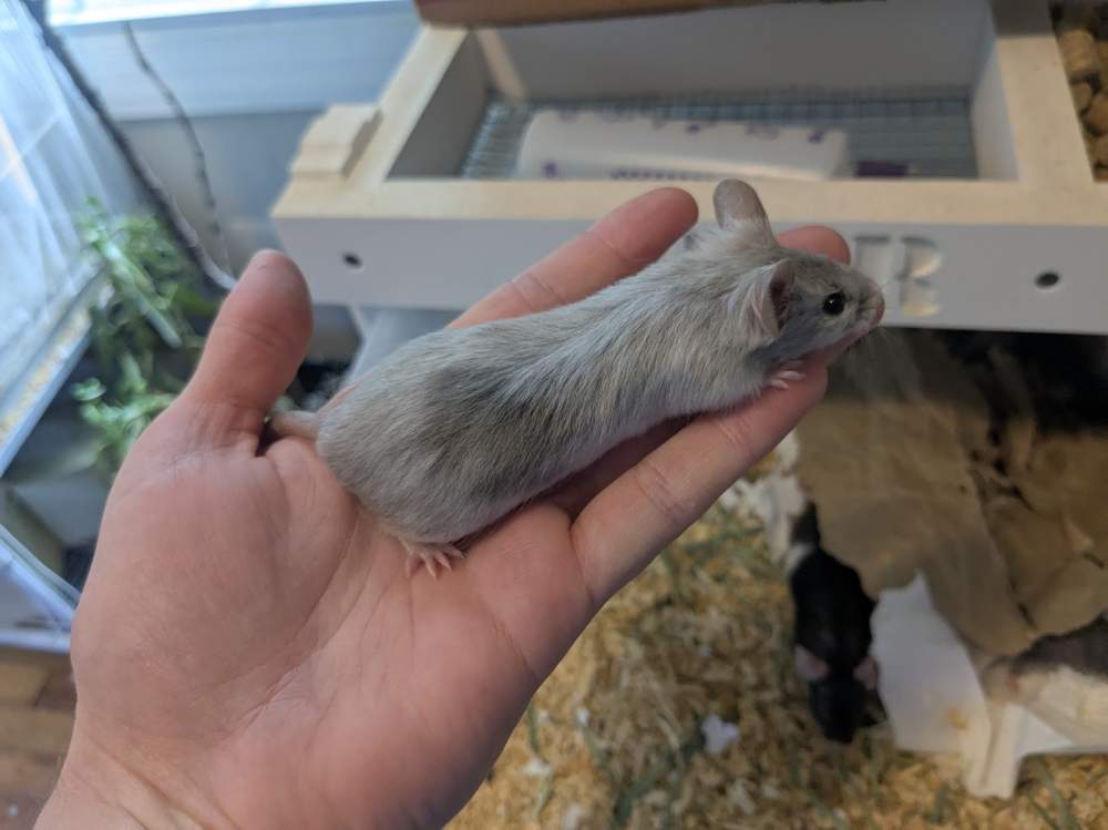 Fancy mouse Breeder Mus musculus 