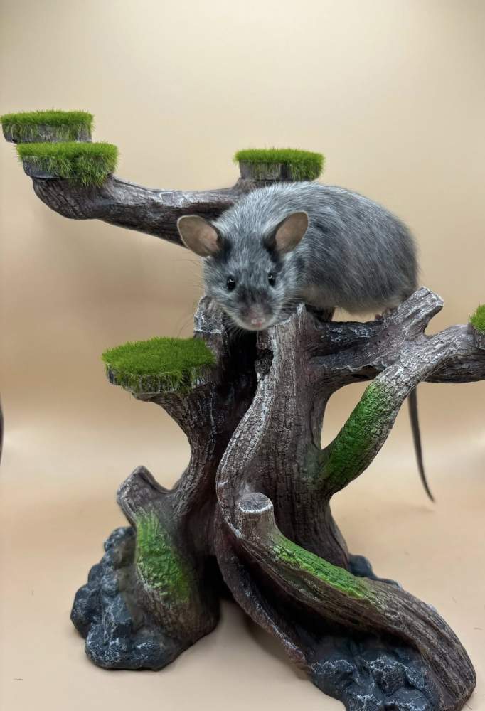 Fancy mouse Owned by other Mus musculus 