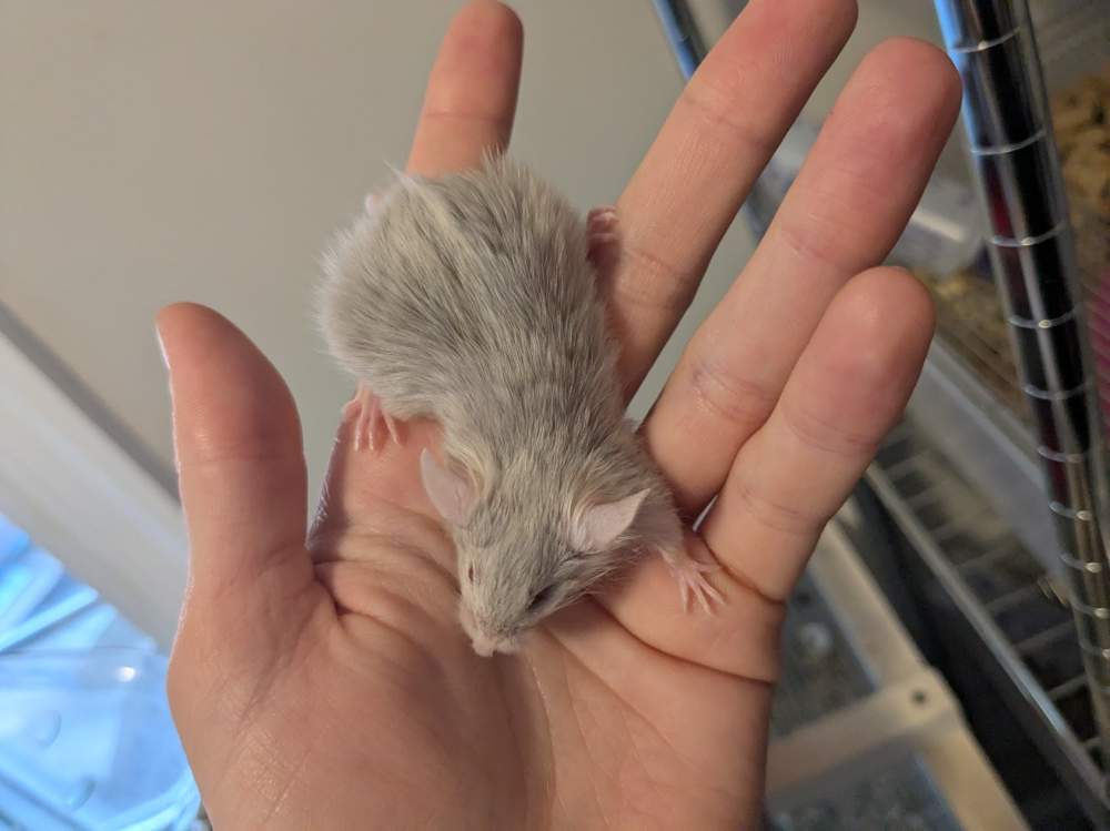 Fancy mouse Deceased Mus musculus 