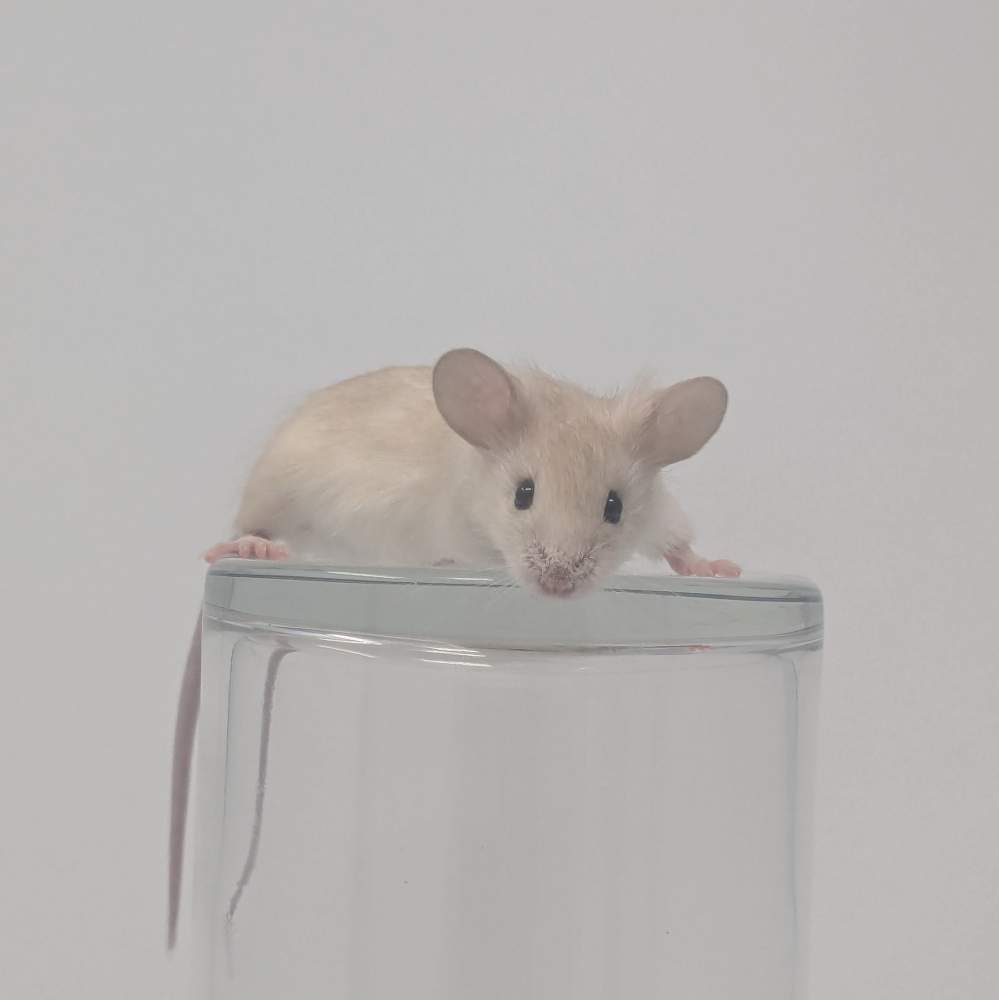 Fancy mouse Breeder Mus musculus 
