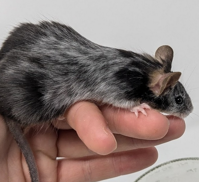 Fancy mouse Owned by other Mus musculus 