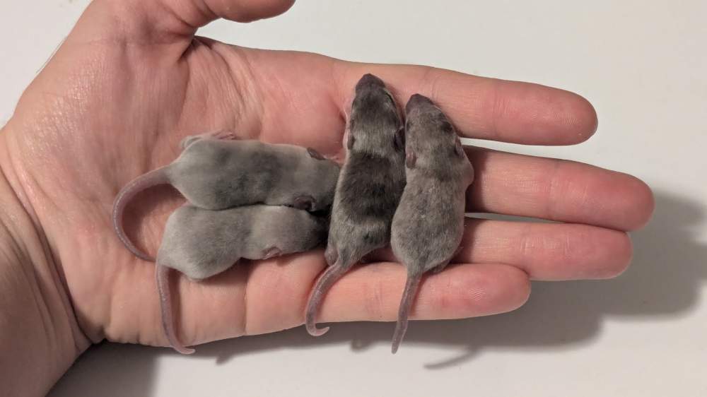 Fancy mouse Owned by other Mus musculus 