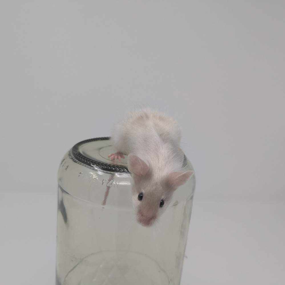 Fancy mouse Available for rehoming Mus musculus 