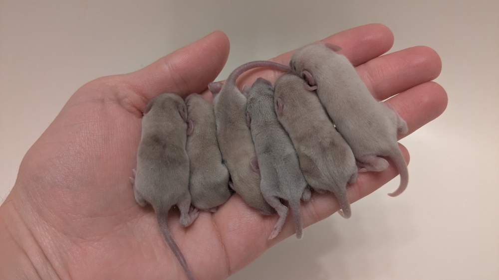 Fancy mouse Deceased Mus musculus 