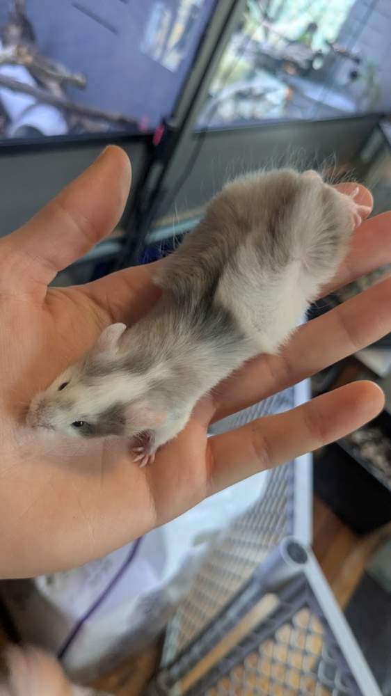 Fancy mouse Breeder Mus musculus 