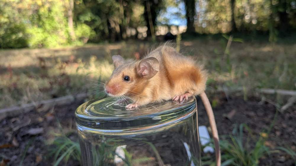 Fancy mouse Pet only Mus musculus 